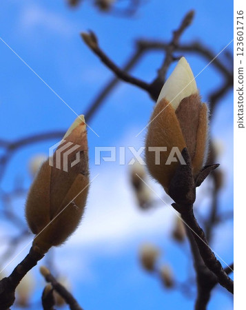 Blue sky and two opening magnolia buds (two white magnolia buds) 123601716