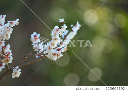 早春梅花與散景光 123602192
