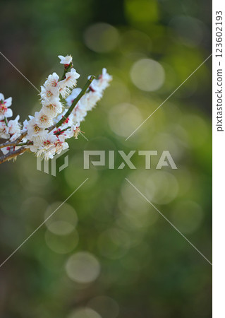 早春梅花 早春梅花 123602193