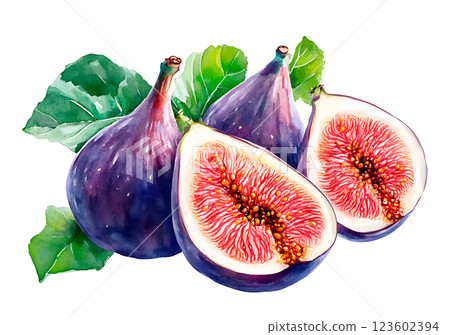 Watercolor painting realistic fresh figs composition with whole and sliced pieces showing vibrant red flesh and seeds, isolated on white blackground. 123602394