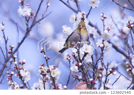 A young Japanese white-eye sucking nectar from a plum tree A young Japanese white-eye sucking nectar from a plum tree 123602540