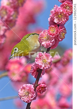 A white-eye on a red plum blossom in full bloom (spring image) (springtime image) 123602541