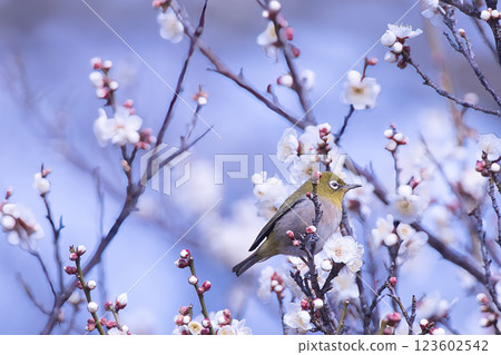 White-eye lizard 123602542