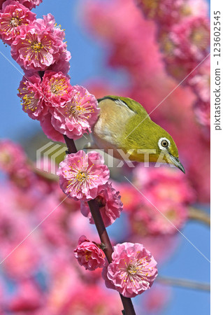 A white-eye on a red plum blossom in full bloom (spring image) (springtime image) 123602545