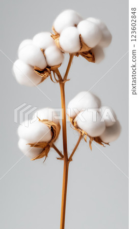Cotton flower with brushed details on stem against soft background 123602848