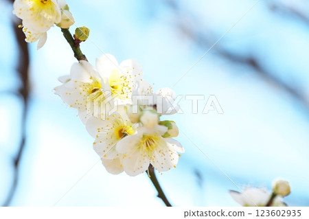 Landscape of blue sky and white plum blossoms 123602935