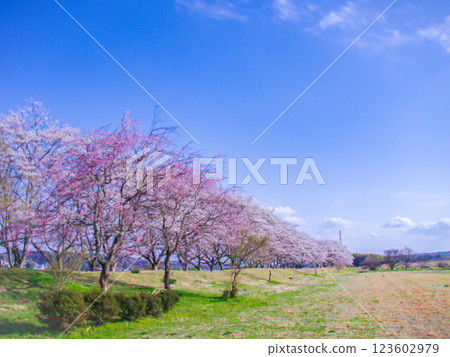 栃木縣那川町北向田櫻花樹成蔭 123602979
