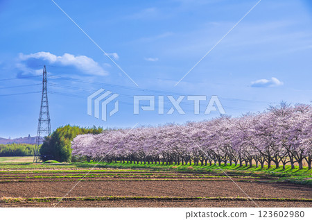 栃木縣那川町北向田櫻花樹成蔭 123602980