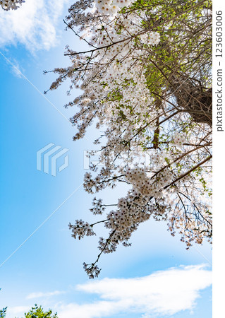Dazzling cherry blossoms under a tranquil sky today Dazzling cherry blossoms under a tranquil sky today 123603006