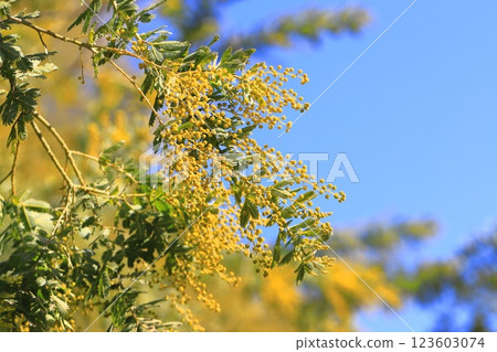 Mimosa acacia buds Mimosa acacia buds 123603074