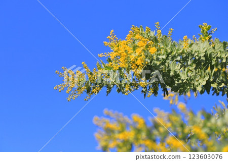 含羞草金合歡芽 123603076