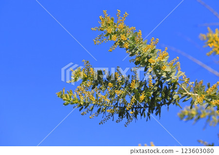 含羞草金合歡芽 123603080