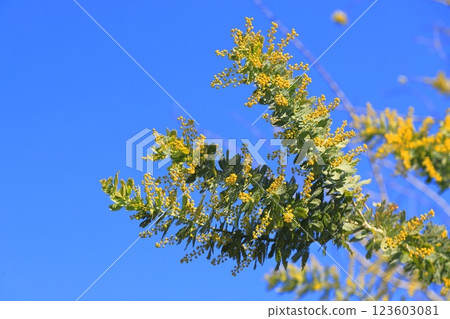 含羞草金合歡芽 123603081