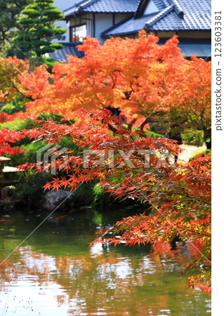 Chofu Garden: Autumn leaves Chofu Garden: Autumn leaves 123603381