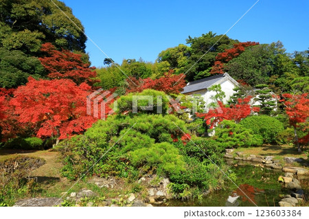 Chofu Garden: Autumn leaves Chofu Garden: Autumn leaves 123603384