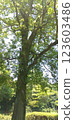 Scenery surrounded by fresh greenery 123603486