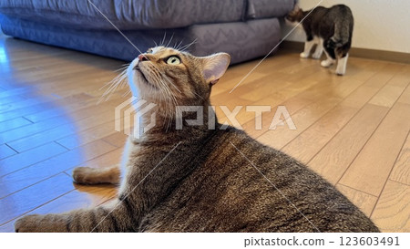 [Rescue cat] A 4-year-old brown tabby cat relaxing near the sofa 123603491