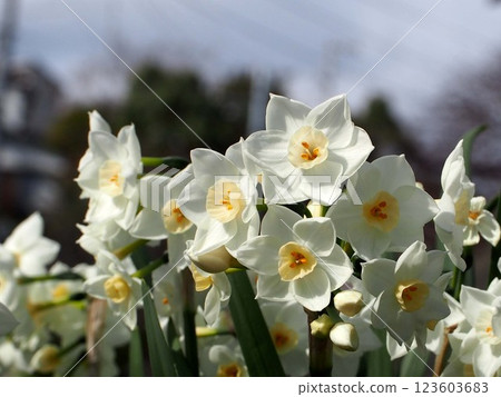 Daffodils in the sunshine (white daffodils growing in a park) Daffodils in the sunshine (white daffodils growing in a park) 123603683