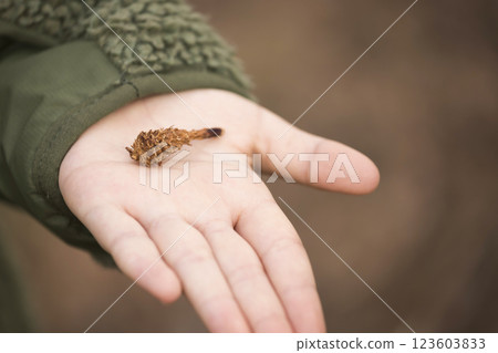 森林裡發現的炸蝦 松鼠吃的松果 123603833