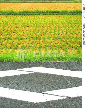 初秋收割後的稻田和有交通標誌的農路 123603834