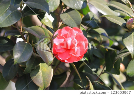 紅山茶花 123603967