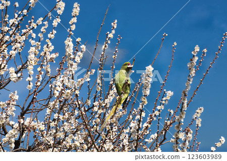 一隻藍環鸚鵡咬掉一朵梅花並吸食花蜜。 123603989