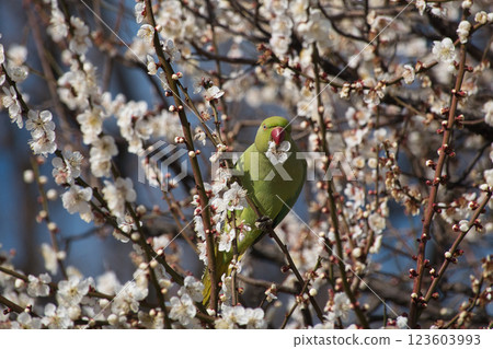 A blue-ringed parakeet bites off a plum blossom and sucks nectar. 123603993