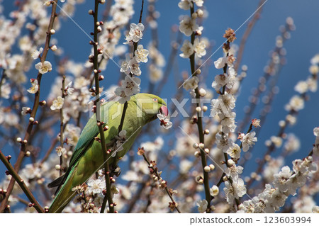 A blue-ringed parakeet bites off plum blossoms and sucks nectar 6 123603994