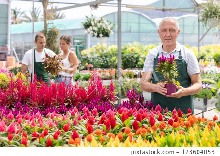 Mature male employee of garden shopping center inspects product, pot with celosia. 123604053