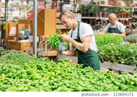 Guy male employee of garden shopping center inspects product, pot with basil. 123604172