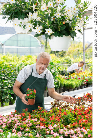 Elderly man holds begonia in pot 123604220