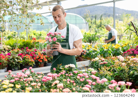 Male employee of garden shopping center inspects product, pot with rose. 123604240