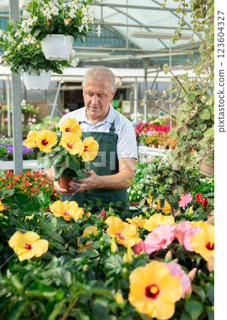 Mature male employee of garden shopping center inspects product, pot with hibiscus. Mature male employee of garden shopping center inspects product, pot with hibiscus. 123604327
