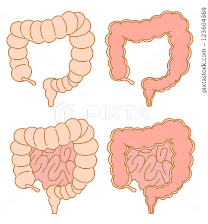 Large intestine internal illustration set 123604369
