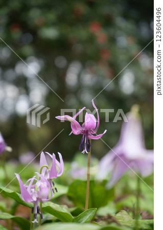 Katakuri flower colony on Sarukurayama mountain in Toyama City, Toyama Prefecture 123604496