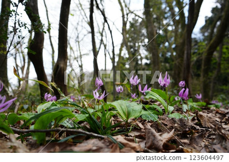 Katakuri flower colony on Sarukurayama mountain in Toyama City, Toyama Prefecture 123604497