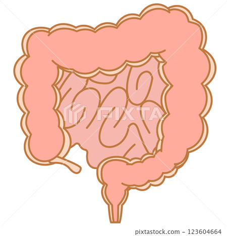 General view of the large intestine and small intestine 123604664