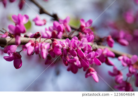 Flowering Cercis siliquastrum 123604684
