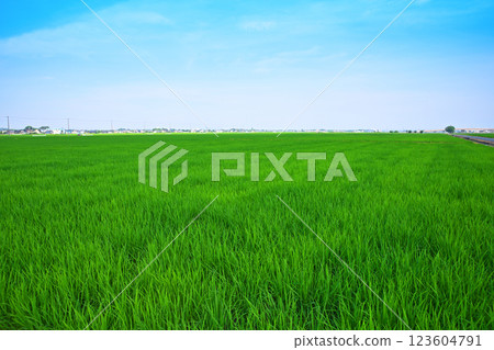 Capital Region Summer Rural Scenery Kawagoe Line Furuya Area Kawagoe City Capital Region Summer Rural Scenery Kawagoe Line Furuya Area Kawagoe City 123604791