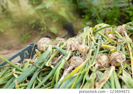 Fresh ripe harvested onion in basket in the field. Fresh ripe harvested onion in basket in the field. 123604871