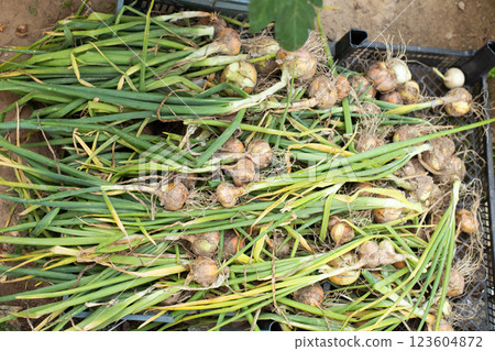 Fresh ripe harvested onion in basket in the field. 123604872