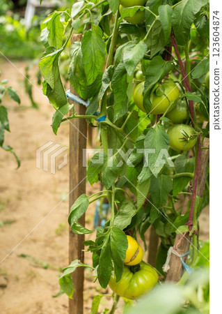 Tomato plants in greenhouse Green tomatoes plantation. Tomato plants in greenhouse Green tomatoes plantation. 123604874
