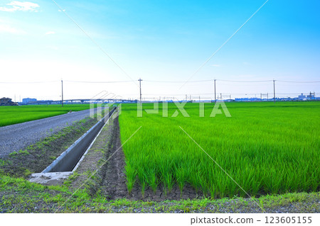 Summer rural scenery in the capital region, near Furuya, Kawagoe city 123605155