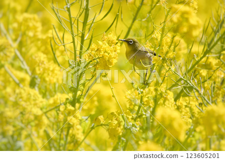 A Japanese white-eye sucking nectar in a rapeseed field in full bloom 1 A Japanese white-eye sucking nectar in a rapeseed field in full bloom 1 123605201
