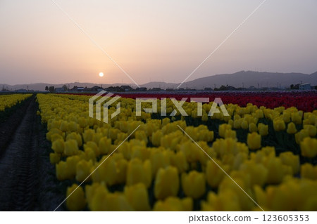 Tulip fields in Takanami district, Tonami city, Toyama prefecture Tulip fields in Takanami district, Tonami city, Toyama prefecture 123605353