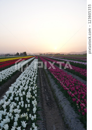 富山縣礪波市高波區的鬱金香花田 123605355