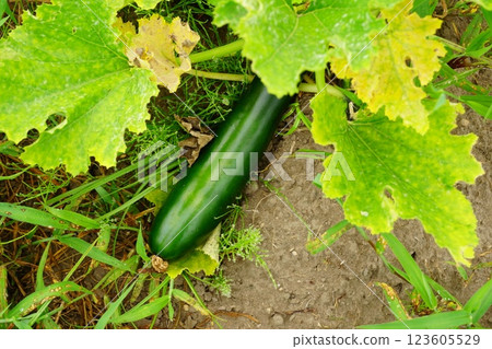 家庭花園裡種植的西葫蘆 家庭花園裡種植的西葫蘆 123605529