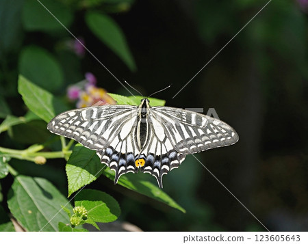 Osaka Itami Koyaike Park Butterfly Namiageha (Insectarium, early summer) 123605643