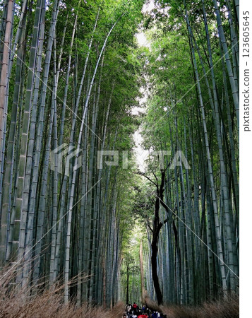 京都S峨野竹林小徑(初冬禦徒山莊附近) 京都S峨野竹林小徑(初冬禦徒山莊附近) 123605645