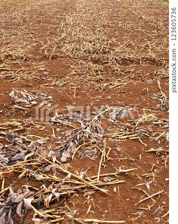 A view of a soybean field after the rain in late summer, when the harvest is over 123605736